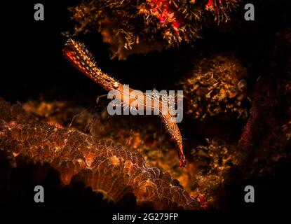 Donald Duck Shrimps (Leander plumosus), Lembeh Strait, North Sulawesi, Indonesien. Stockfoto