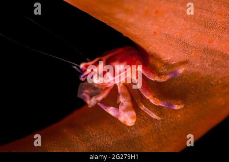 Krabbe aus weichem Korallen-Porzellan (Porcellanella haigae), Lembeh-Straße. Stockfoto