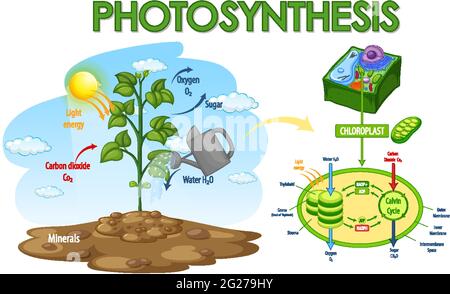 Diagramm zeigt den Prozess der Photosynthese in Pflanzendarstellung Stock Vektor