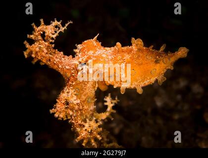 Blauberingter Oktopus (Hapalochlaena), Lembeh-Straße, Indonesien. Stockfoto