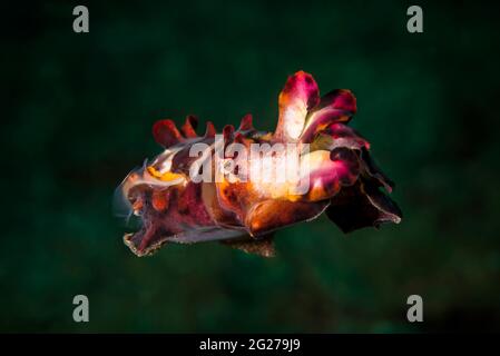 Extravaganter Tintenfisch (Metasepia pfefferi), Lembeh Strait, Sulawesi, Indonesien. Stockfoto