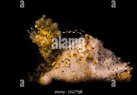 Eine gelb behaarte Garnele (Phycocaris simulans) auf einem sandigen Substrat, Lembeh Strait. Stockfoto