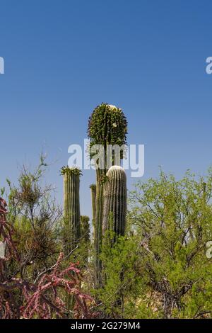 Insekten strömen im Mai zu einer beispiellosen Anzahl von „nebenblüten“ auf dem saguaro-Kaktus, ihrer typischen Frühjahrsblühsaison, Sonoran Desert, Tucson, Stockfoto