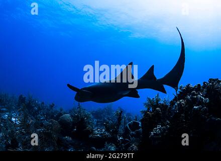 Silhouette eines trächtigen Ammenhais (Ginglymostoma cirratum) in der Karibik. Stockfoto