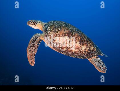 Eine Karettschildkröte (Eretmochelys imbricata), die in Bonaire zur Luft auftaucht. Stockfoto