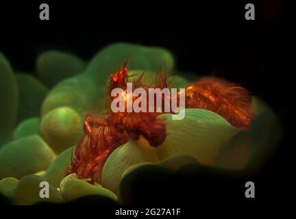 Eine Orang-Utan-Krabbe (Achaeus japonicus) sitzt auf einer grünen Koralle (Plerogyra sinuosa). Stockfoto