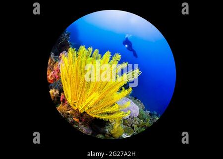 Gelbe Seelilie (Crinoidea) und ein Taucher in Puerto Galera, Philippinen. Stockfoto