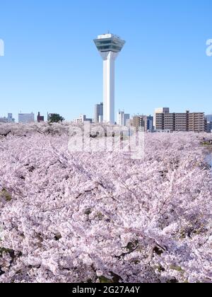 Kirschblüten und Goryokaku Tower, Hokkaido, Japan Stockfoto
