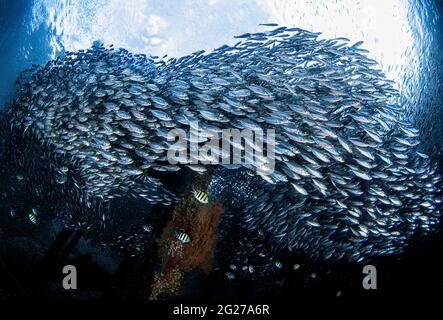 Unter einem Steg in Raja Ampat, Indonesien, versammeln sich große Schwärme von Scad-Fischen (Decapterus macarellus). Stockfoto