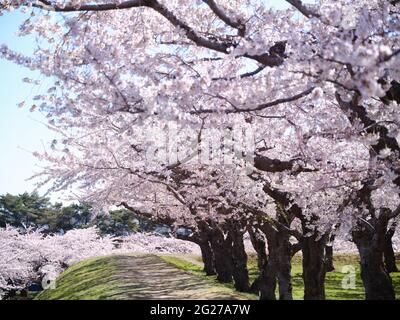 Kirschblüten im Goryokaku Park, Hakodate City, Hokkaido, Japan Stockfoto