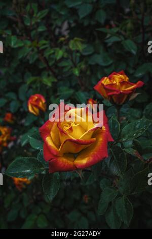 Eine gelbe Rose mit roten Spitzen blüht im Garten, umgeben von dunkelgrünen Blättern Stockfoto