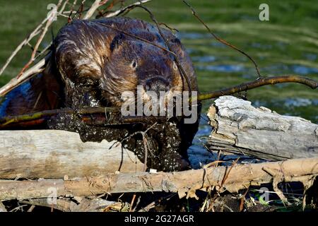 Ein wilder Biber „Castor canadensis“, der seinem auslaufenden Biberdamm im ländlichen Alberta, Kanada, etwas feuchten Schlamm beifügte. Stockfoto