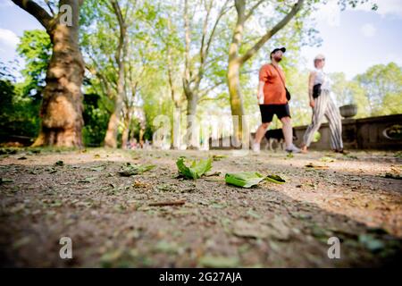 Berlin, Deutschland. Juni 2021. Im Stadtpark Schöneberg liegen Blätter von Platanen auf dem Boden. Blätter liegen auf dem Boden und ein Blick in die Baumkronen zeigt braune Blätter und hängende Triebe. Die Platanen in der Hauptstadt sind krank - aber es gibt Hoffnung auf Erholung. Quelle: Christoph Soeder/dpa/Alamy Live News Stockfoto