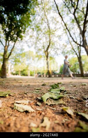 Berlin, Deutschland. Juni 2021. Im Stadtpark Schöneberg liegen Blätter von Platanen auf dem Boden. Blätter liegen auf dem Boden und ein Blick in die Baumkronen zeigt braune Blätter und hängende Triebe. Die Platanen in der Hauptstadt sind krank - aber es gibt Hoffnung auf Erholung. Quelle: Christoph Soeder/dpa/Alamy Live News Stockfoto