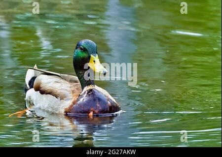 Ein Bild einer wild erwachsenen männlichen Mallard-Ente (Anas platyrhynchos), die im Wasser eines Biberteiches an der Promenade in Hinton Alberta, Kanada, schwimmt. Stockfoto