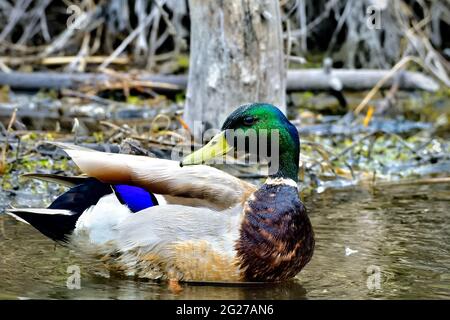 Eine wild ausgewachsene männliche Mallard-Ente (Anas platyrhynchos), die sich im seichten Wasser eines Biberteiches an der Promenade in Hinton Alberta, Kanada, aufreibt. Stockfoto