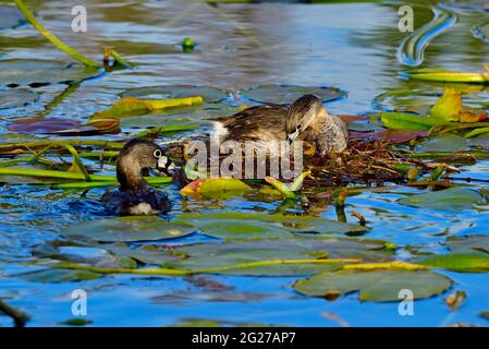 Zwei Pied-Billed Grebes 'Podilymbus podiceps'; Bau eines schwimmenden Nestes aus lilly Pads in der sumpfigen Gegend in einem ländlichen Alberta Lake Stockfoto