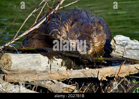 Ein wilder Biber „Castor canadensis“, der etwas feuchten Schlamm beifügt und an einem Leck in seinem Biberteich im ländlichen Alberta, Kanada, festklebt. Stockfoto