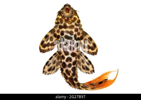 Leopard Cactus Pleco Aquarienfische Pseudacanthicus leopardus Stockfoto