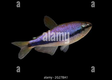 Blue Emperor Tetra Inpaichthys kerri tropische Aquarienfische isoliert Stockfoto