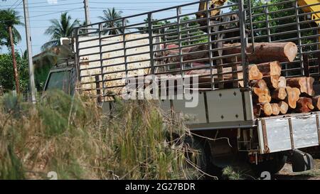 Gabelstapler greifen Holz mit Baumstämmen und legen sie auf einen LKW, um sie zur Holzindustrie zu transportieren Stockfoto