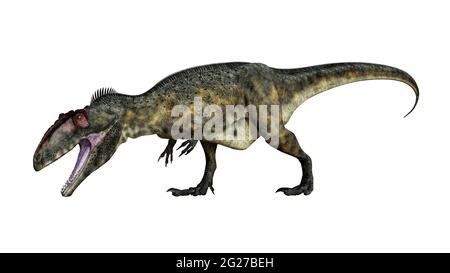 Giganotosaurus Dinosaurier brüllend mit Kopf nach unten, isoliert auf weißem Hintergrund. Stockfoto