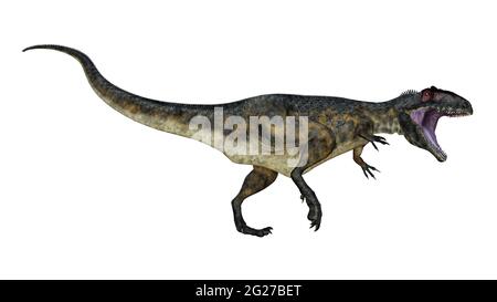 Giganotosaurus Dinosaurier, der auf weißem Hintergrund läuft und brüllt. Stockfoto