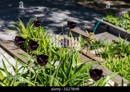 „Königin der Nacht“-Gartentulip, Trädgårdstulpan (Tulipa gesneriana) Stockfoto