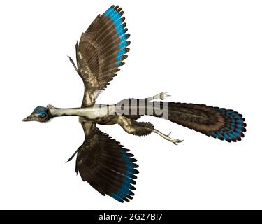 Archaeopteryx fliegender Vogel, isoliert auf weißem Hintergrund. Stockfoto