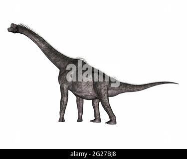 Brachiosaurus Dinosaurier beim Gehen, isoliert auf weißem Hintergrund. Stockfoto