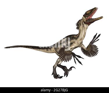 Deinonychus Dinosaurier brüllend, isoliert auf weißem Hintergrund. Stockfoto