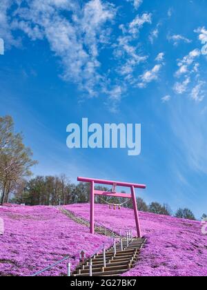 Higashimokoto Shibazakura Park, Hokkaido, Japan Stockfoto