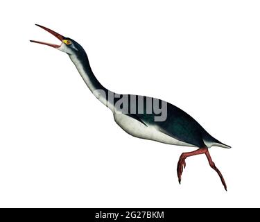 Hesperornis prähistorischer Vogel, isoliert auf weißem Hintergrund. Stockfoto