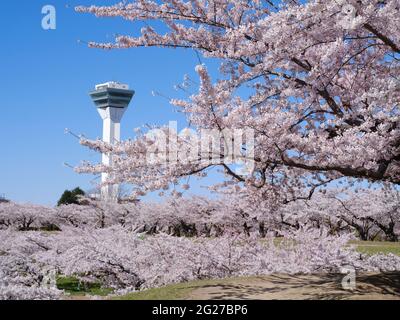 Kirschblüten und Goryokaku Tower, Hokkaido, Japan Stockfoto