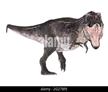 Tyrannosaurus rex Dinosaurier brüllend, isoliert auf weißem Hintergrund. Stockfoto