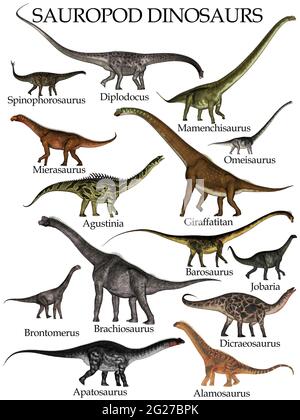 Sammlung von Sauropoden-Dinosauriern, isoliert auf weißem Hintergrund. Stockfoto