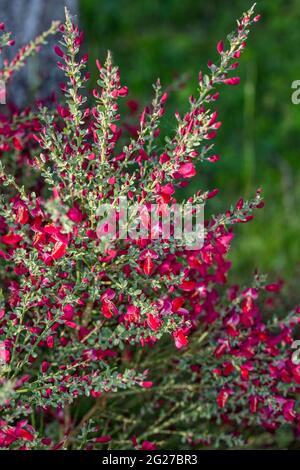 „Boskoop Ruby“-Besen cytisus, Hollänsk ginst (Cytisus x Boskoopii) Stockfoto