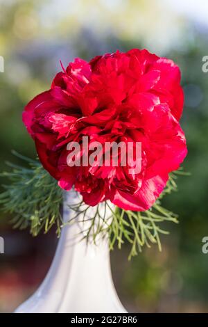 „Plena, Rubra Plena“ Fernleaf Peony, Dillpion (Paeonia tenuifolia) Stockfoto