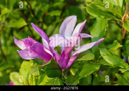 „Susan“ Lily Magnolia, Liljemagnolia (Magnolia liliiflora) Stockfoto