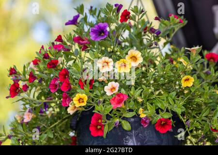 Million Bells, Småpetunia (Calibrachoa Hybrid) Stockfoto