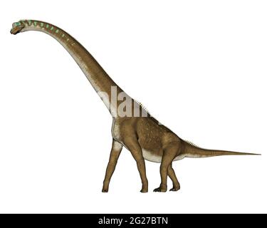 Giraffatitan Dinosaurier Wandern, Seitenansicht isoliert auf weißem Hintergrund. Stockfoto