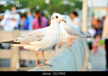 Entzückende schöne Vögel - Braune Kopfmöwen Stockfoto