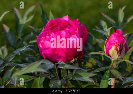 Akashigata, Moutan-Pfingstrose, Buskpion (Paeonia suffruticosa) Stockfoto