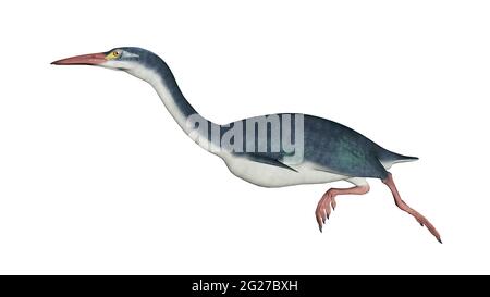 Hesperornis prähistorischer Vogel, Seitenansicht isoliert auf weißem Hintergrund. Stockfoto