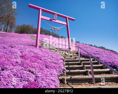 Higashimokoto Shibazakura Park, Hokkaido, Japan Stockfoto