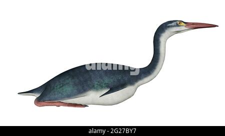 Hesperornis prähistorischer Vogel, Seitenansicht isoliert auf weißem Hintergrund. Stockfoto