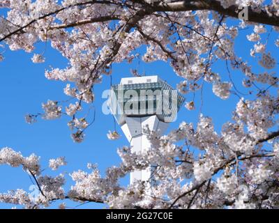 Kirschblüten und Goryokaku Tower, Hokkaido, Japan Stockfoto