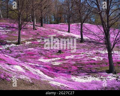 Higashimokoto Shibazakura Park, Hokkaido, Japan Stockfoto