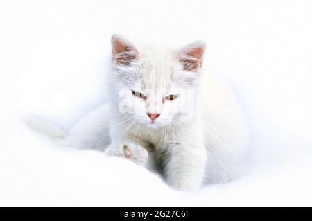 Süße gemischte Thai/Perserkatze Stockfoto