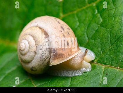 Nahaufnahme einer Waldschnecke auf einem Baumblatt Stockfoto